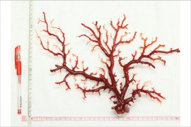 高知県赤珊瑚原木